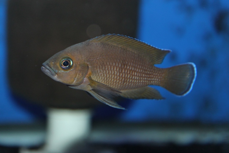 Variabilichromis moorii